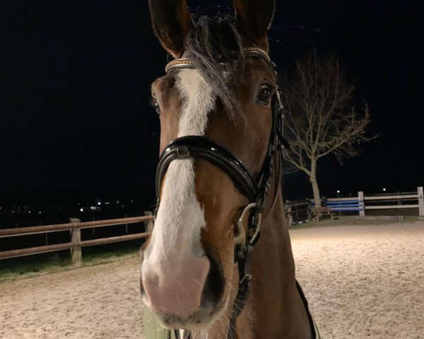 Springpferd Raechel Deluxe (Westfale, 2015, von Rio de Nero)