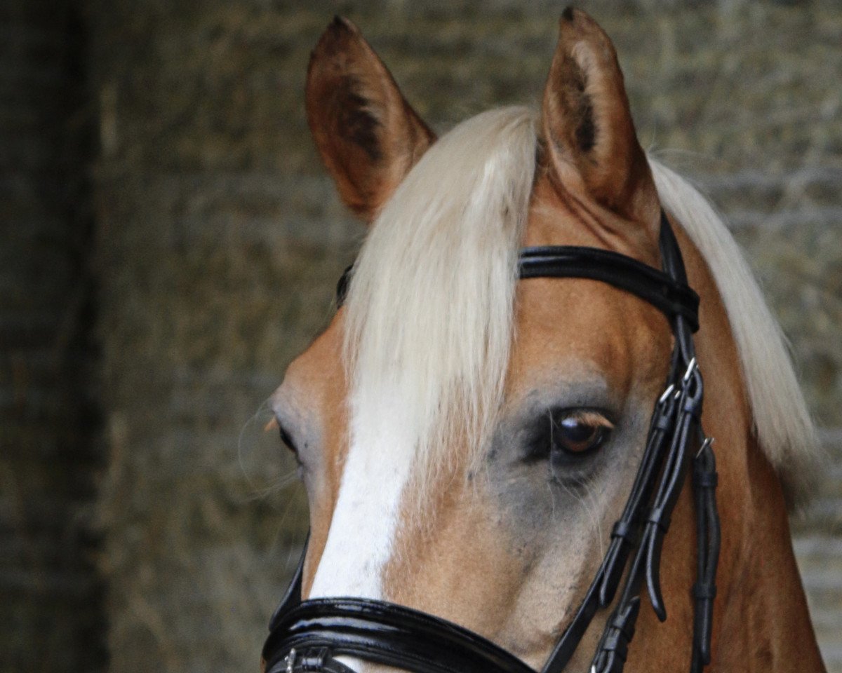 horse Memory (Haflinger, 2002, from Marathon)