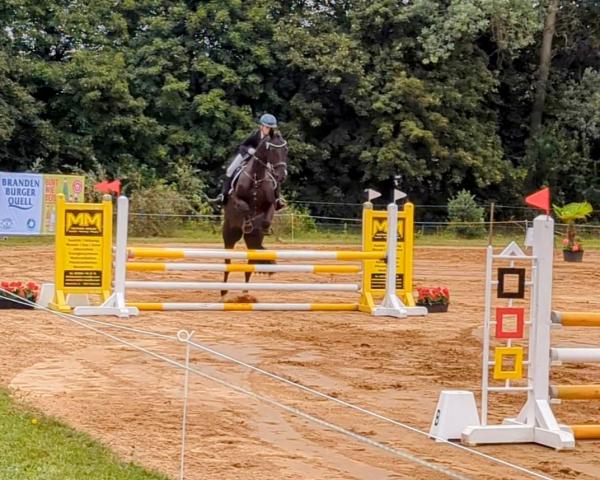 Yegua de cría Curly Sue S (Mecklenburgués, 2011, de Count Up)