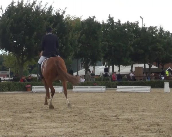 Reitturnier Senden 2014