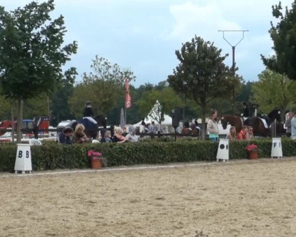 Reitturnier Senden 2014