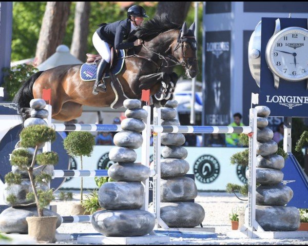 Égua reprodutora Cupcake Z (Zangersheide, 2013, de Chacco-Blue)