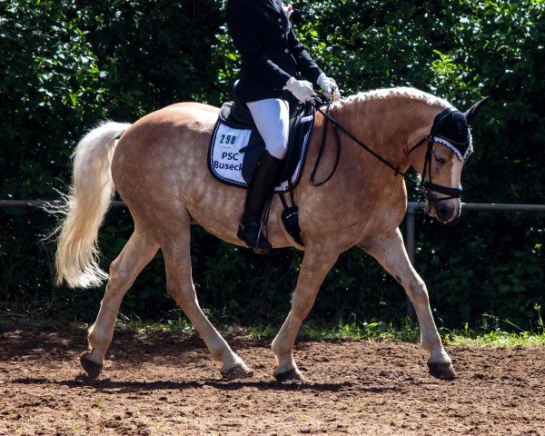 horse Alfi 35 (Haflinger, 2007, from Anthony)