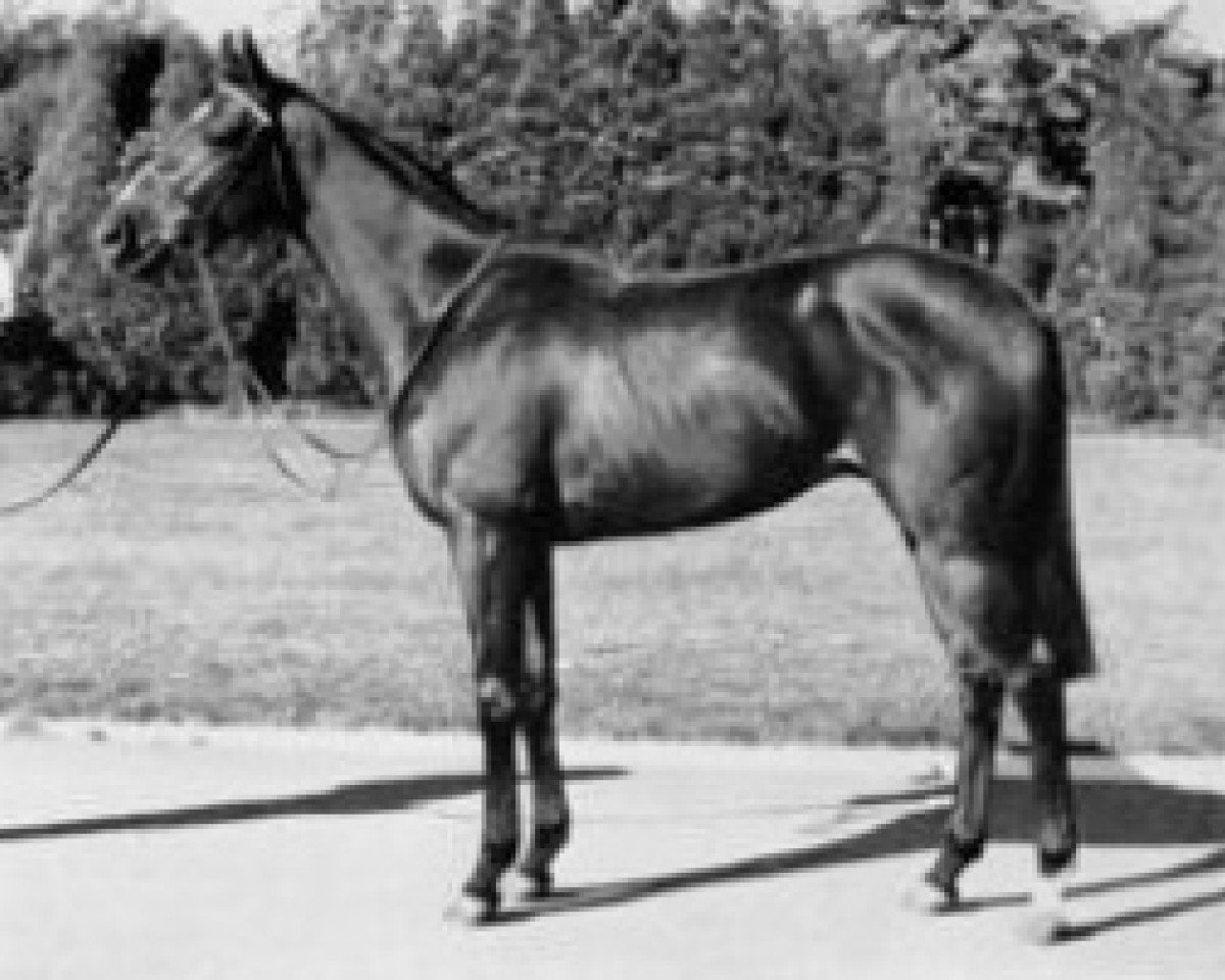 Stallion Satingo xx (English Thoroughbred, 1970, from Petingo xx)