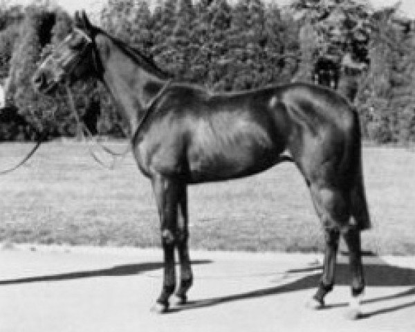 Stallion Satingo xx (English Thoroughbred, 1970, from Petingo xx)