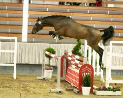 stallion Noaa (Belgian Warmblood, 2018, from Nixon van 't Meulenhof)