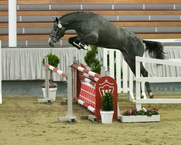 Deckhengst Narcing (KWPN (Niederländisches Warmblut), 2018, von Irvington VDL)