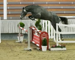 stallion Narcing (KWPN (Royal Dutch Sporthorse), 2018, from Irvington VDL)