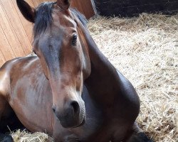 horse Marquess (Westphalian, 2016, from Marqués)