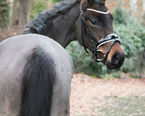 broodmare HK Die kleine Nobless (German Riding Pony, 2018, from Der feine Lord AT)