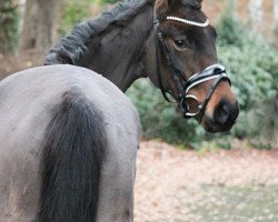 broodmare HK Die kleine Nobless (German Riding Pony, 2018, from Der feine Lord AT)