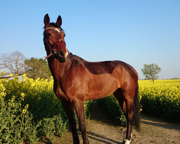 broodmare For Me 24 (Hanoverian, 2006, from For Edition)