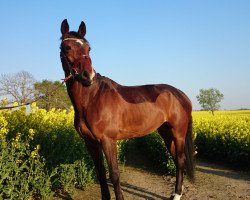 broodmare For Me 24 (Hanoverian, 2006, from For Edition)