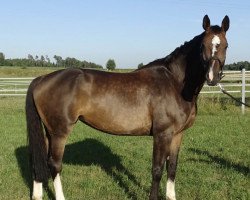 broodmare Toffifee 33 (Oldenburg, 2006, from Quality 9)