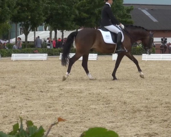 Reitturnier Senden 2014