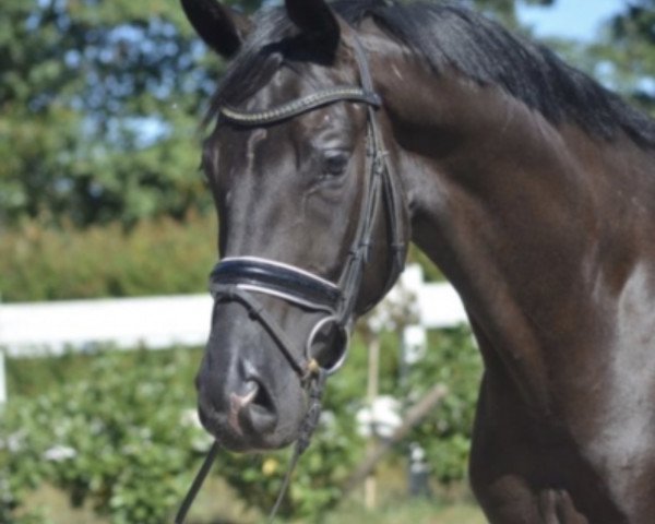 horse Sir Henry (Hanoverian, 2013, from Spörcken)
