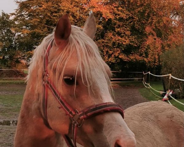 horse Wallrabensteins Darwin (German Riding Pony, 2018, from Diamond Touch NRW)