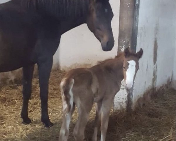 Springpferd Magellan 39 (Deutsches Reitpony, 2018, von The Braes My Mobility)
