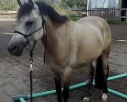 dressage horse Caspar 287 (German Riding Pony, 2013, from Caramel FH WE)