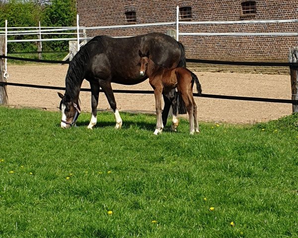 horse Charlize vF (Oldenburg show jumper, 2019, from Clarimo Ask)