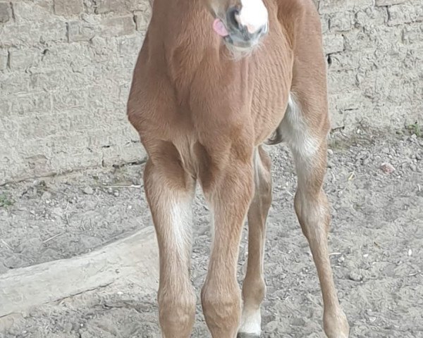 jumper Lovely Rosalie (Oldenburg show jumper, 2020, from Light On OLD)