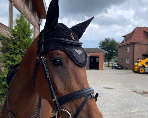 Pferd Diamant de Suisse CC (Westfale, 2020, von Diamant de Casall)