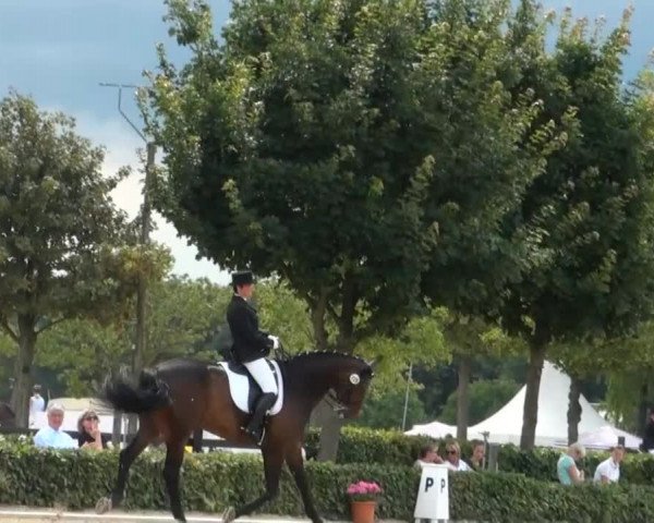 Reitturnier Senden 2014