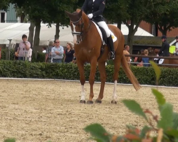 Reitturnier Senden 2014