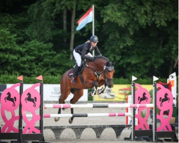 Skokový kůň Caravaggio 18 (Holštýnský kůň, 2016, od Conditus)