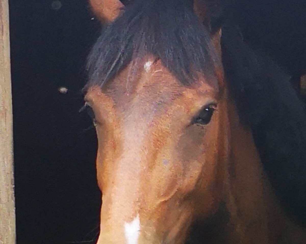 Springpferd Chloé 47 (Pony ohne Rassebezeichnung, 2018)