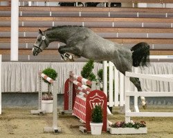 jumper Bitcoin (Westphalian, 2018, from Balou du Rouet)
