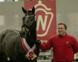 stallion Cortez Fz (Sella Italiano, 2018, from Cornet Obolensky)