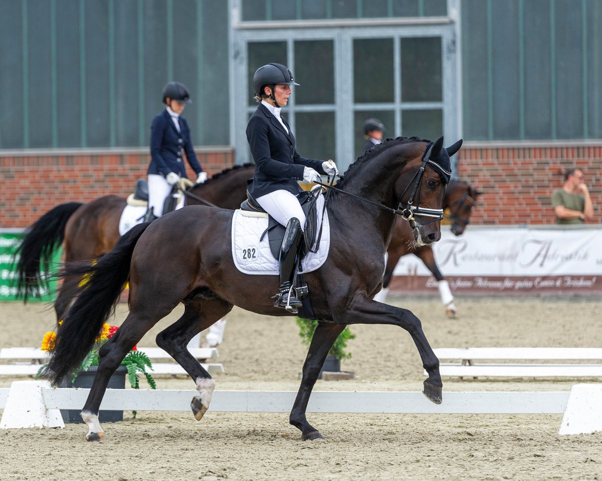 stallion Don Romance PS OLD (Oldenburg, 2016, from Dante Weltino Old)