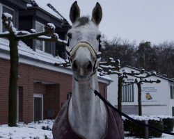 jumper Curacao 29 (Holsteiner, 2015, from Chin Champ)