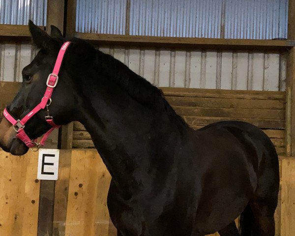dressage horse Hedegardens Wienna (Danish Warmblood, 2011, from Wynton)