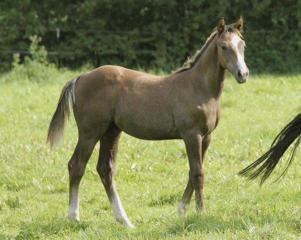 Deckhengst Cobalou 3 (Westfale, 2017, von Colestus)