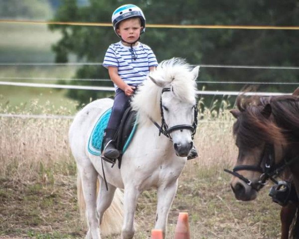 dressage horse Sampoliino (unknown, 2006)
