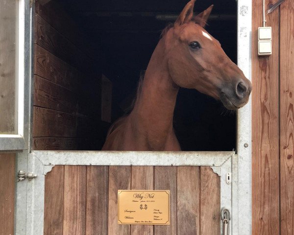 Springpferd Why Not 247 (Trakehner, 2001, von Sauvignon)
