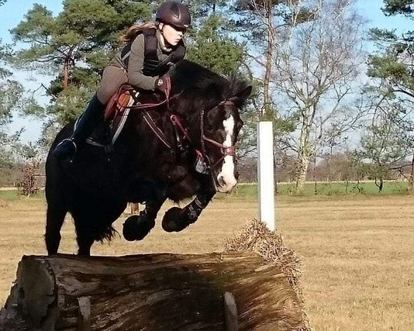 jumper Risto Reipzs (German Riding Pony, 2000)