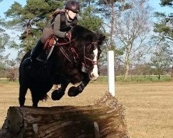 jumper Risto Reipzs (German Riding Pony, 2000)
