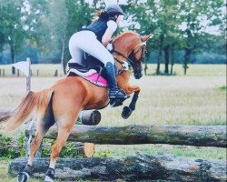 jumper Gunnah N (Pony without race description, 2013)