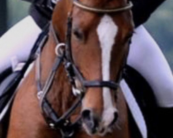 jumper Orlando 278 (Nederlands Rijpaarden en Pony, 2008, from Orchard Boginov)