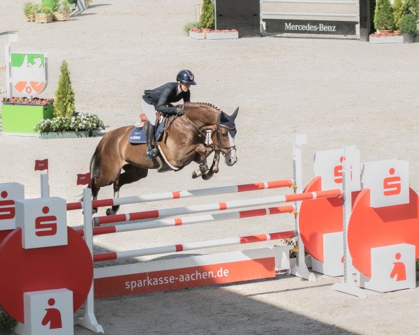 jumper Concollon PS (Oldenburg show jumper, 2013, from Conthargos)
