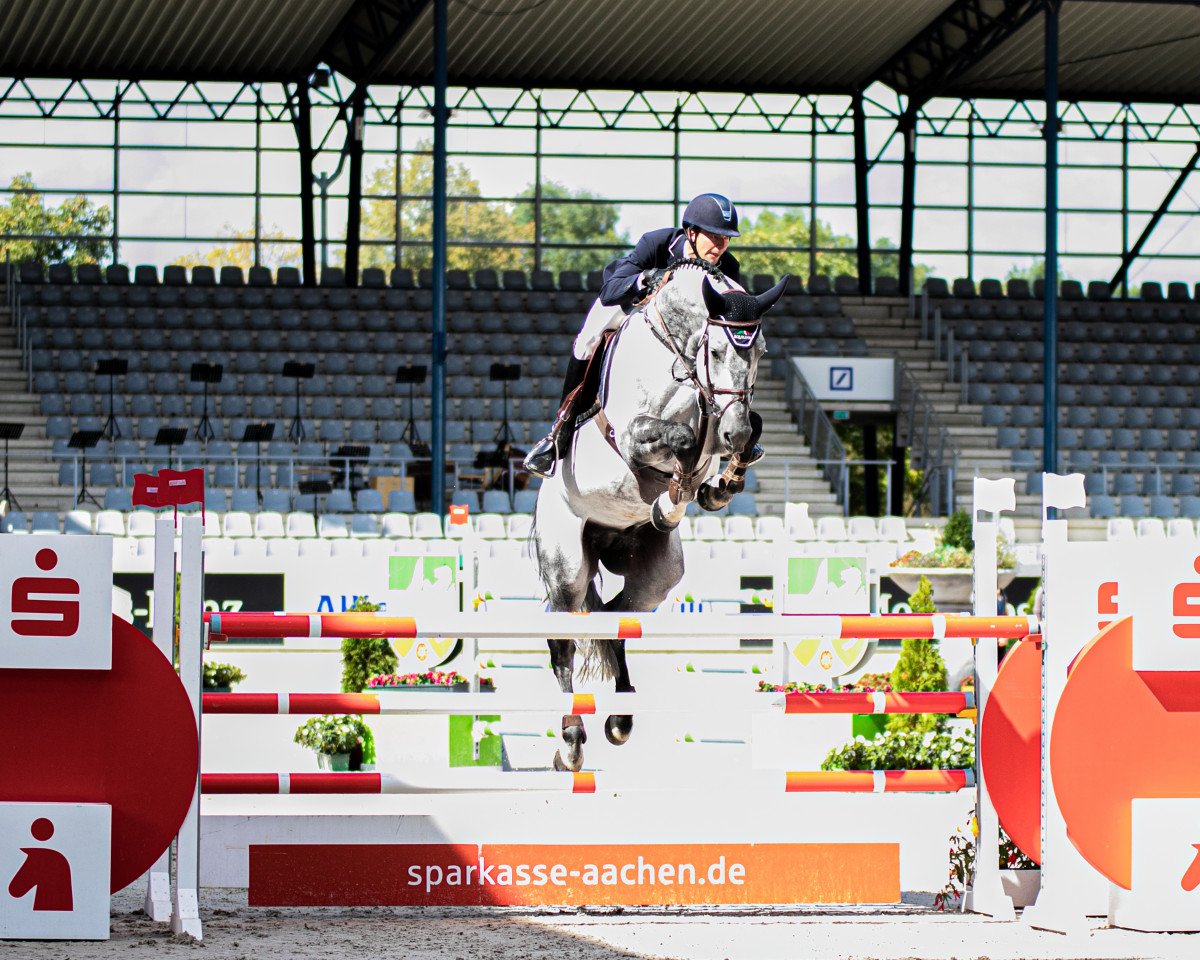 Deckhengst Kannatol (Oldenburger Springpferd, 2013, von Kannan)