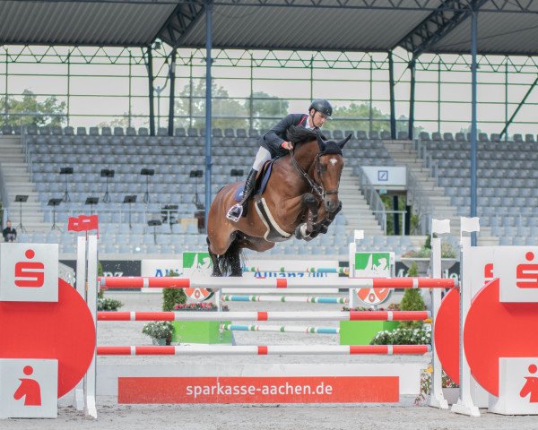 Springpferd VDL Groep Nino du Roton (Belgisches Warmblut, 2013, von Iron Man van de Padenborre) Springpferd VDL Groep Nino du Roton (Belgisches Warmblut, 2013, von Iron Man van de Padenborre)
