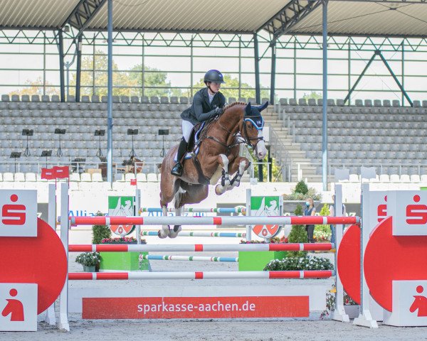 Springpferd Istabraq Tcs (KWPN (Niederländisches Warmblut), 2013, von Durrant) Springpferd Istabraq Tcs (KWPN (Niederländisches Warmblut), 2013, von Durrant)