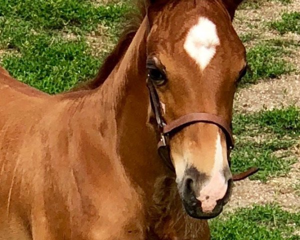 horse Vasco da Gama (German Warmblood, 2018, from Vagabond de la Pomme)