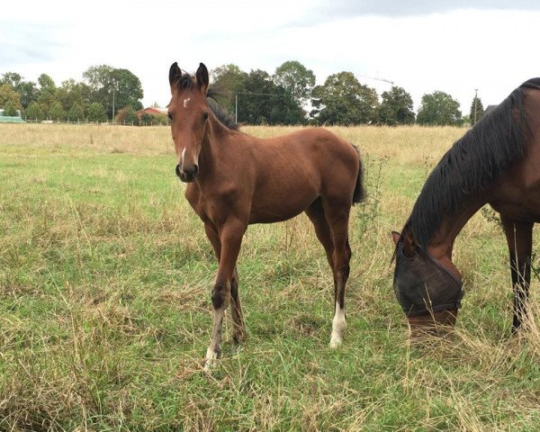 horse Tonic (German Sport Horse, 2020, from Birkhof's Topas Fbw)