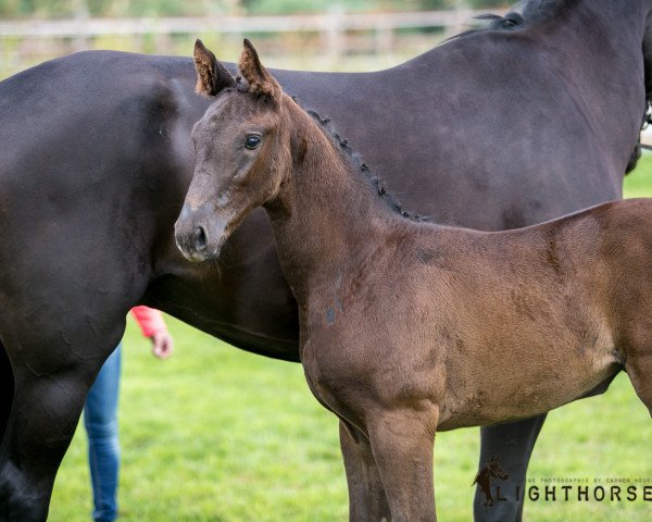 horse Stute von Elton John / Rubin-Royal (Oldenburg, 2019, from Elton John Dvb)