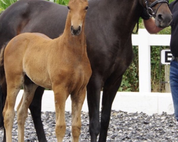 broodmare Darline (Oldenburg, 2007, from Rubin Royal OLD) broodmare Darline (Oldenburg, 2007, from Rubin Royal OLD)